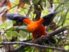 Venezuela pre milovníkov vtákov