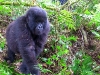 Rwanda, gorilia mládež