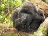 Rwanda, gorili
