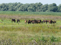 Delta Dunaja