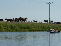 Delta Dunaja