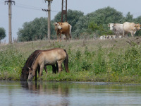 Delta Dunaja