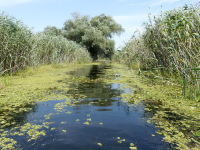 Delta Dunaja