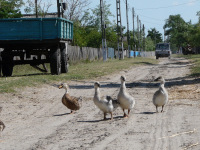 Delta Dunaja