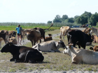 Delta Dunaja