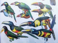 Venezuela pre rybárov a ornitologov