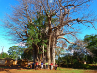 Baobab