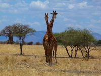 Safari