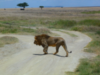 Safari