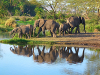 Safari