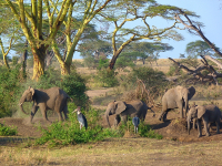Safari