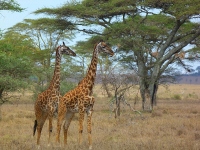 Safari
