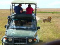 Safari