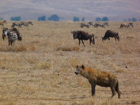 Safari