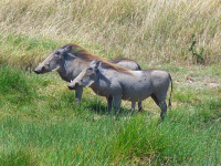 Safari