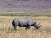 Ngoron goro, nosoroh najvzácnejší