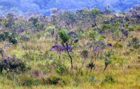 Bolívia 2013