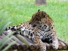 Caracas - jaguár v parku Miranda