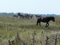 Delta Dunaja