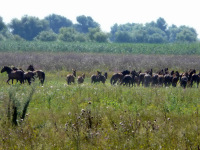 Delta Dunaja