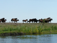 Delta Dunaja