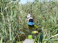 Delta Dunaja