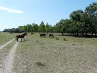 Delta Dunaja