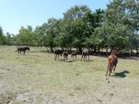 Delta Dunaja