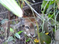 Delta Orinoco - Puma Americká, skritý pozorovateľ