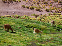 Equador, Peru, Bolívia, Chile 2011