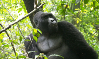 Gorily, rafting, najkrajšia hora, safari  a oceán – Afrika 2014
