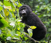 Gorily, rafting, najkrajšia hora, safari  a oceán – Afrika 2014