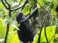 Gorily, rafting, najkrajšia hora, safari  a oceán – Afrika 2014