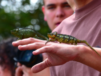 Gorily, rafting, najkrajšia hora, safari  a oceán – Afrika 2014