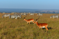 Gorily, rafting, najkrajšia hora, safari  a oceán – Afrika 2014