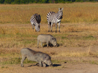 Gorily, rafting, najkrajšia hora, safari  a oceán – Afrika 2014