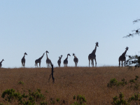 Gorily, rafting, najkrajšia hora, safari  a oceán – Afrika 2014