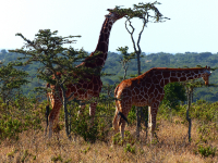 Gorily, rafting, najkrajšia hora, safari  a oceán – Afrika 2014