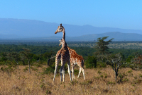 Gorily, rafting, najkrajšia hora, safari  a oceán – Afrika 2014