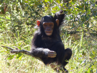 Gorily, rafting, najkrajšia hora, safari  a oceán – Afrika 2014
