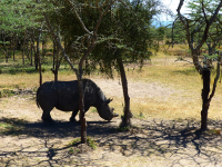 Gorily, rafting, najkrajšia hora, safari  a oceán – Afrika 2014