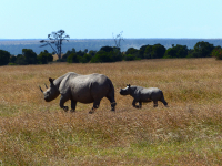 Gorily, rafting, najkrajšia hora, safari  a oceán – Afrika 2014