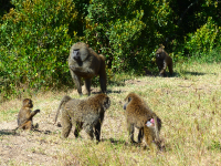 Gorily, rafting, najkrajšia hora, safari  a oceán – Afrika 2014