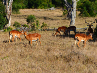 Gorily, rafting, najkrajšia hora, safari  a oceán – Afrika 2014
