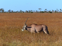 Gorily, rafting, najkrajšia hora, safari  a oceán – Afrika 2014