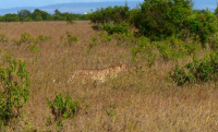 Gorily, rafting, najkrajšia hora, safari  a oceán – Afrika 2014