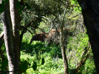 Gorily, rafting, najkrajšia hora, safari  a oceán – Afrika 2014