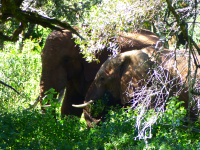 Gorily, rafting, najkrajšia hora, safari  a oceán – Afrika 2014