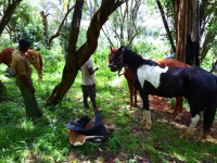Gorily, rafting, najkrajšia hora, safari  a oceán – Afrika 2014