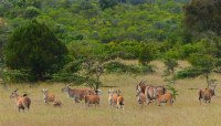 Gorily, rafting, najkrajšia hora, safari  a oceán – Afrika 2014